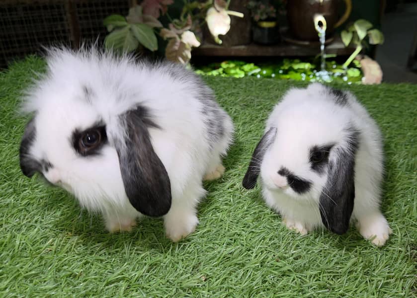 Impoted Lops Rabbit Bunnies 3