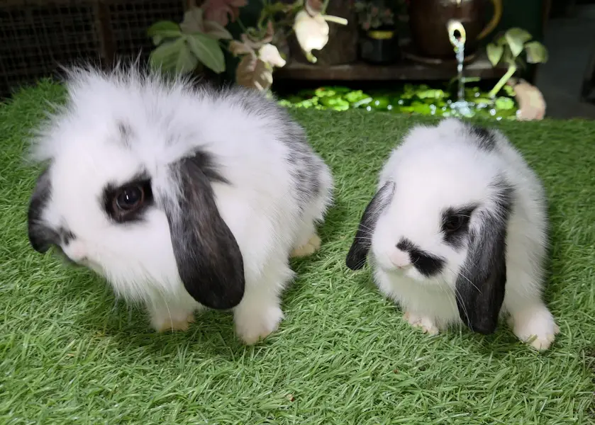 Impoted Lops Rabbit Bunnies — photo 4