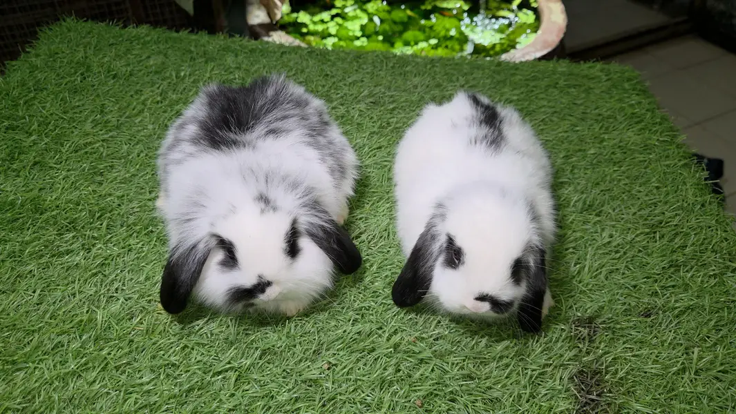 Impoted Lops Rabbit Bunnies — photo 5