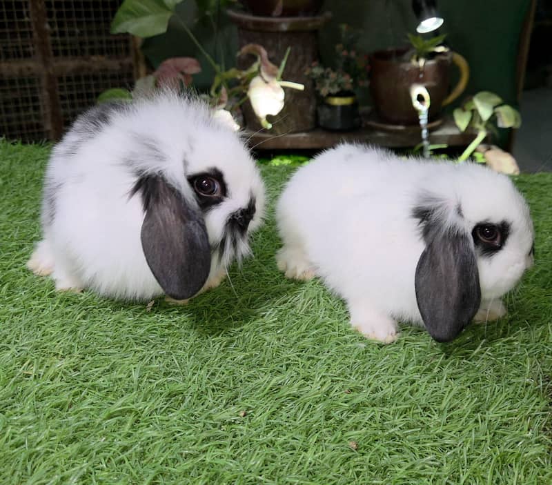 Impoted Lops Rabbit Bunnies 5