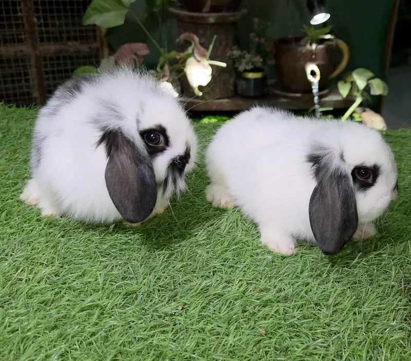 Impoted Lops Rabbit Bunnies — photo 6