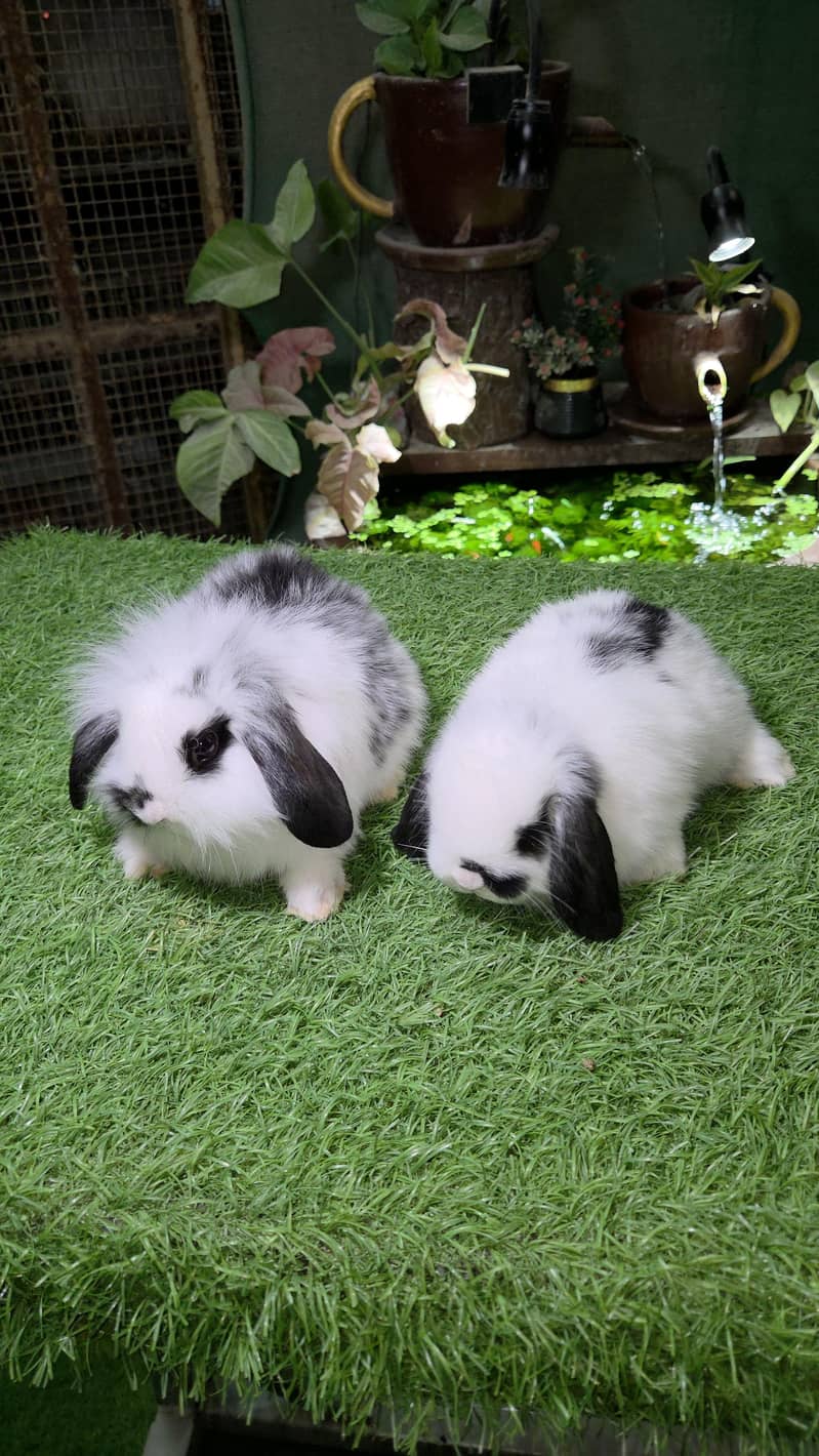 Impoted Lops Rabbit Bunnies 6