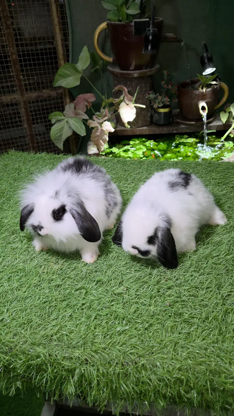 Impoted Lops Rabbit Bunnies — photo 7