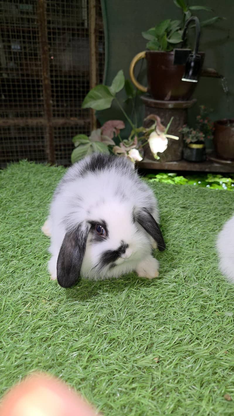 Impoted Lops Rabbit Bunnies 7