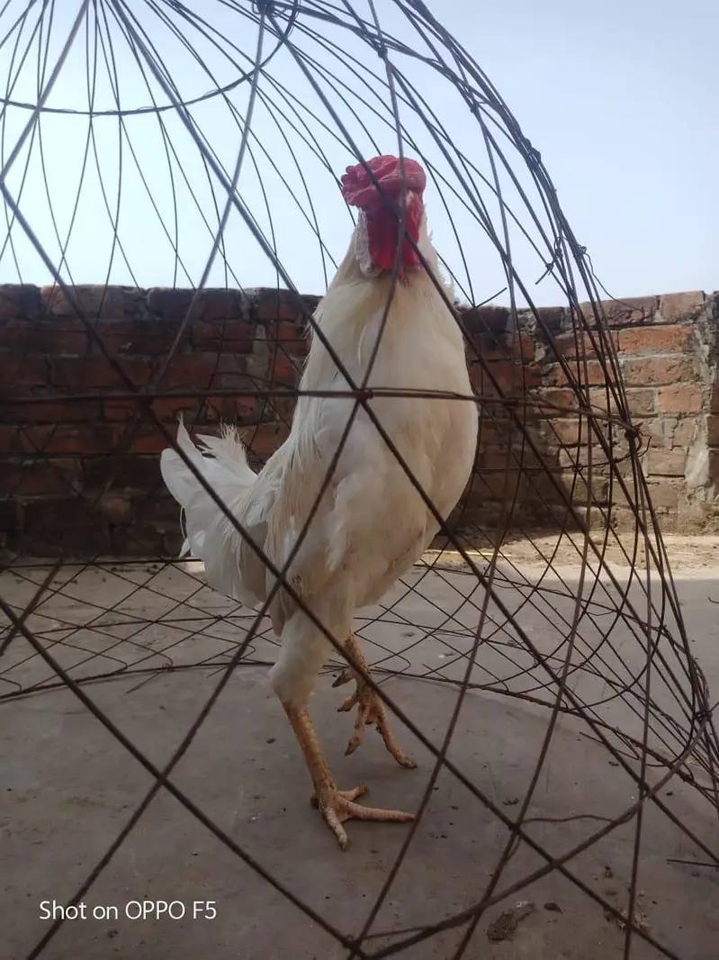 Aseel murga — photo 6