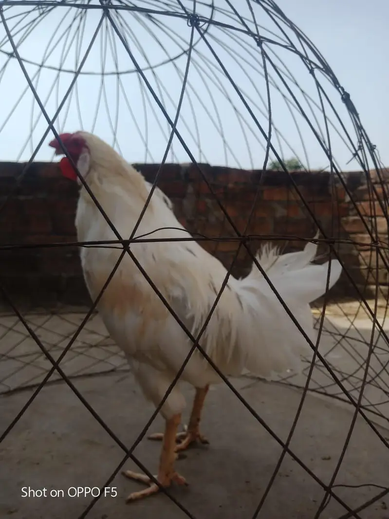 Aseel murga — photo 9