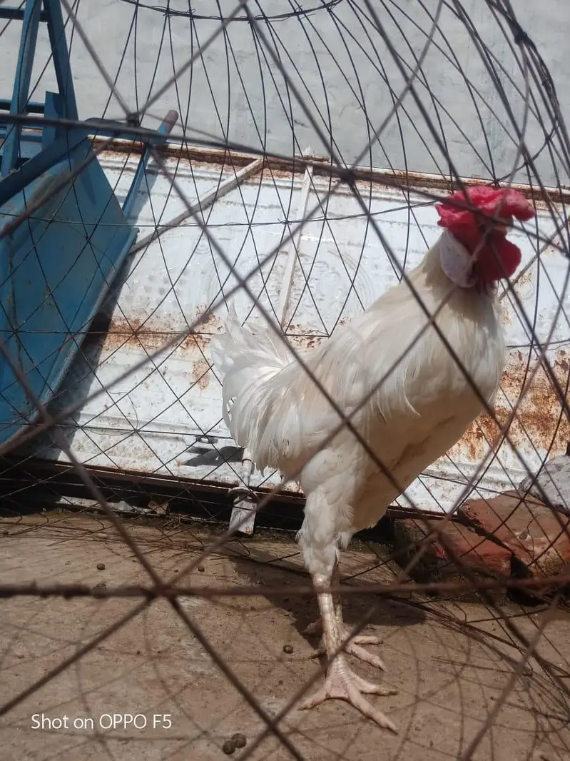 Aseel murga — photo 12