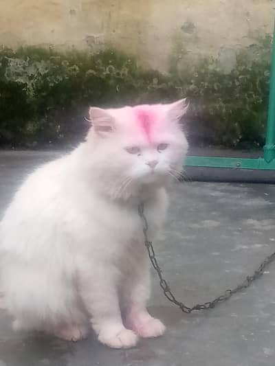 inshallah Pasand Aya ga ap ko