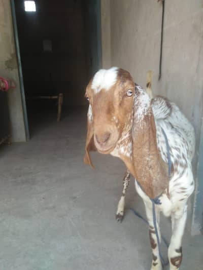 bakra