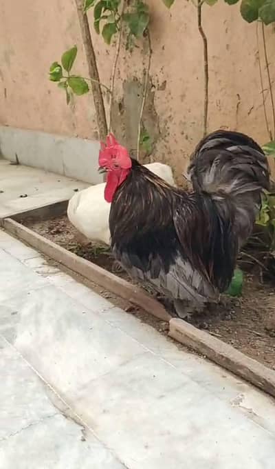 Pure Bantam '0' size