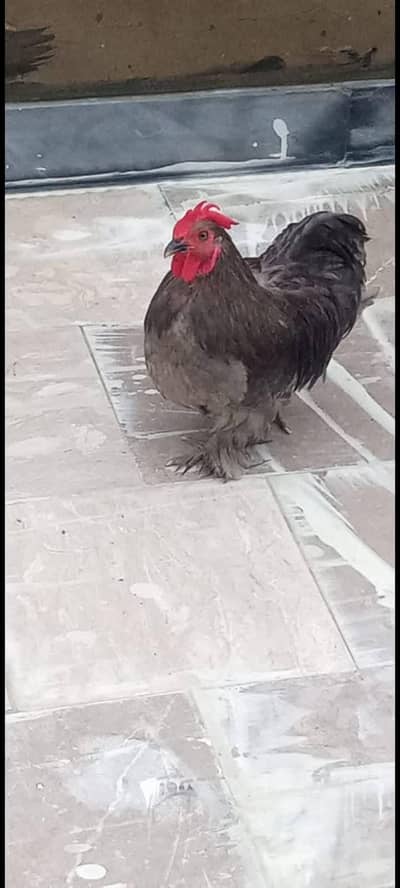 bantam, misri , aseel hens