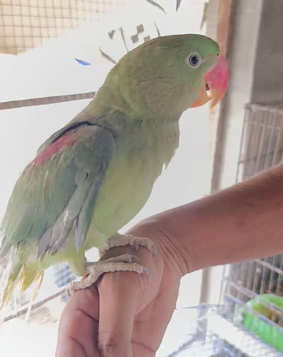 Raw parrot for sale