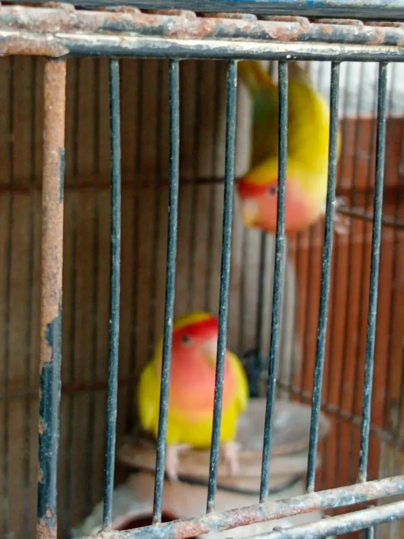 Lotino and Rozikoli — photo 2