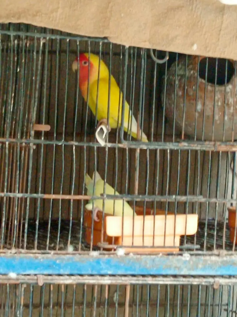 Lotino and Rozikoli — photo 4