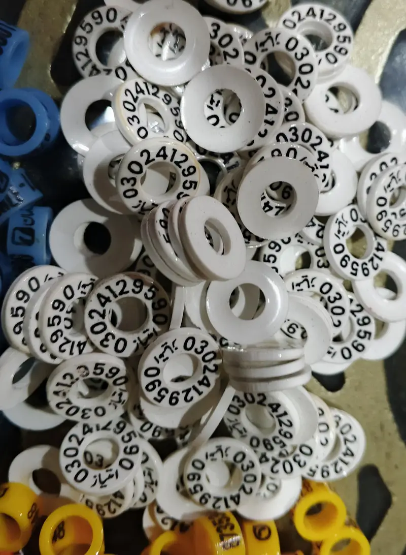 Customized Pigeon Rings 100 Pcs Printed with Name and Phone Number. — photo 2