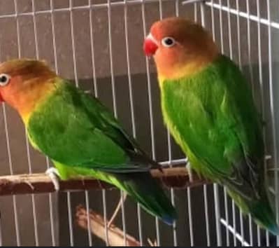 fisher. love birds