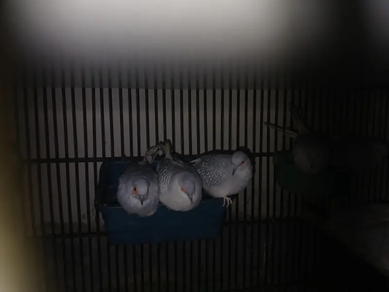 white tail | silver tail | red dove — photo 3