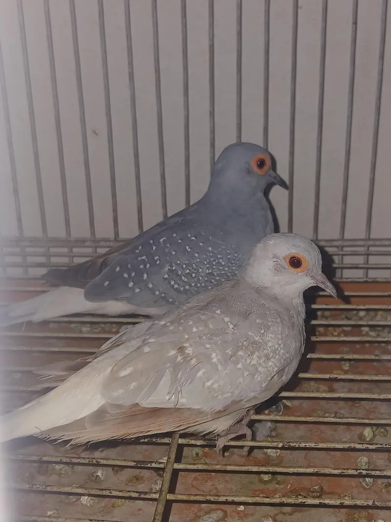 white tail | silver tail | red dove — photo 4