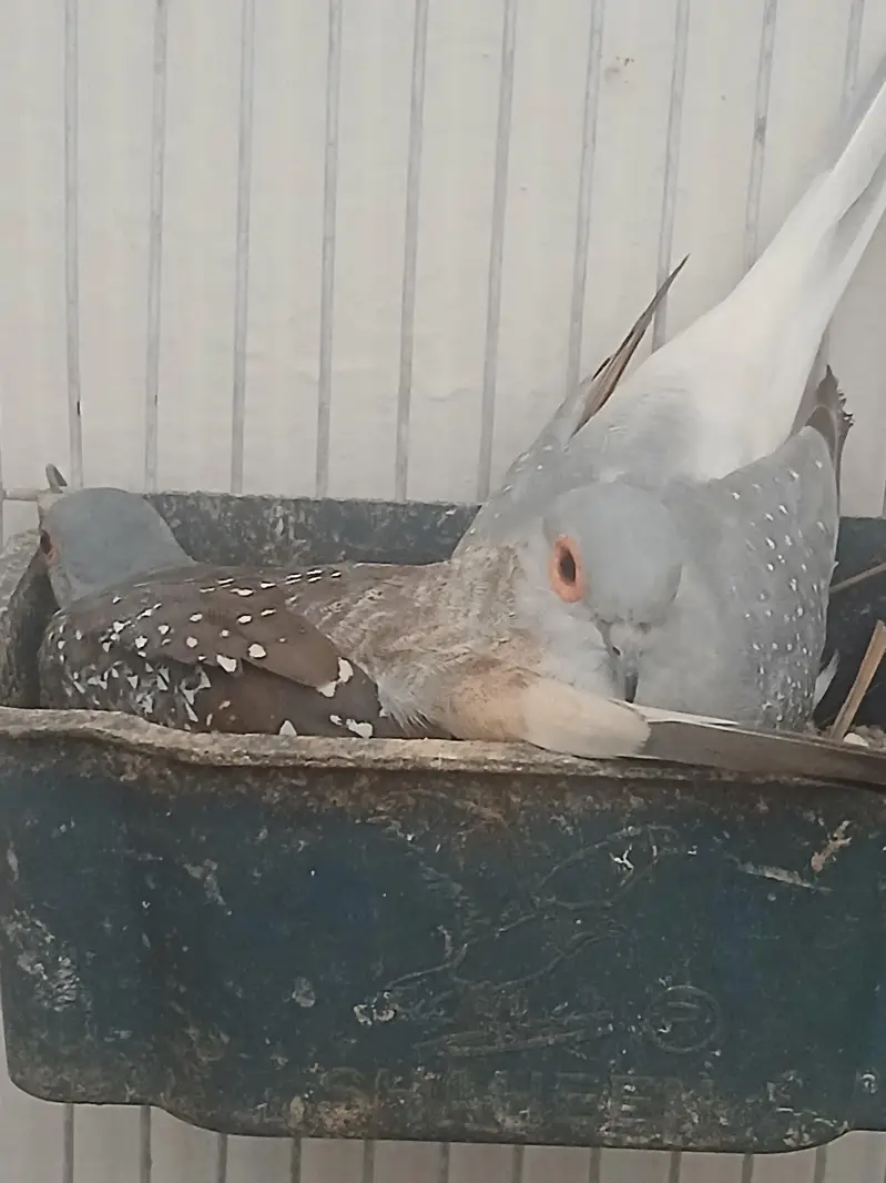 white tail | silver tail | red dove — photo 5