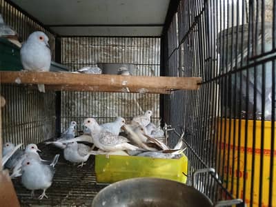 white tail | silver tail | red dove