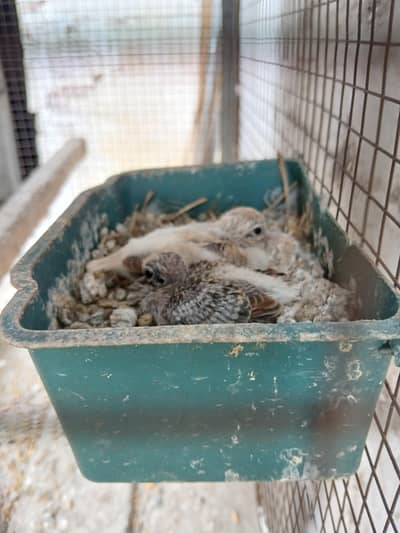 white tail | silver tail | red dove