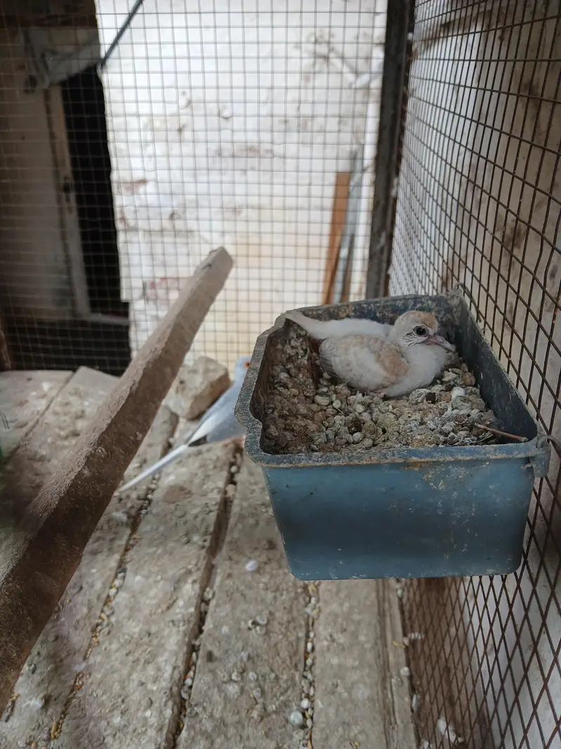 white tail | silver tail | red dove — photo 6