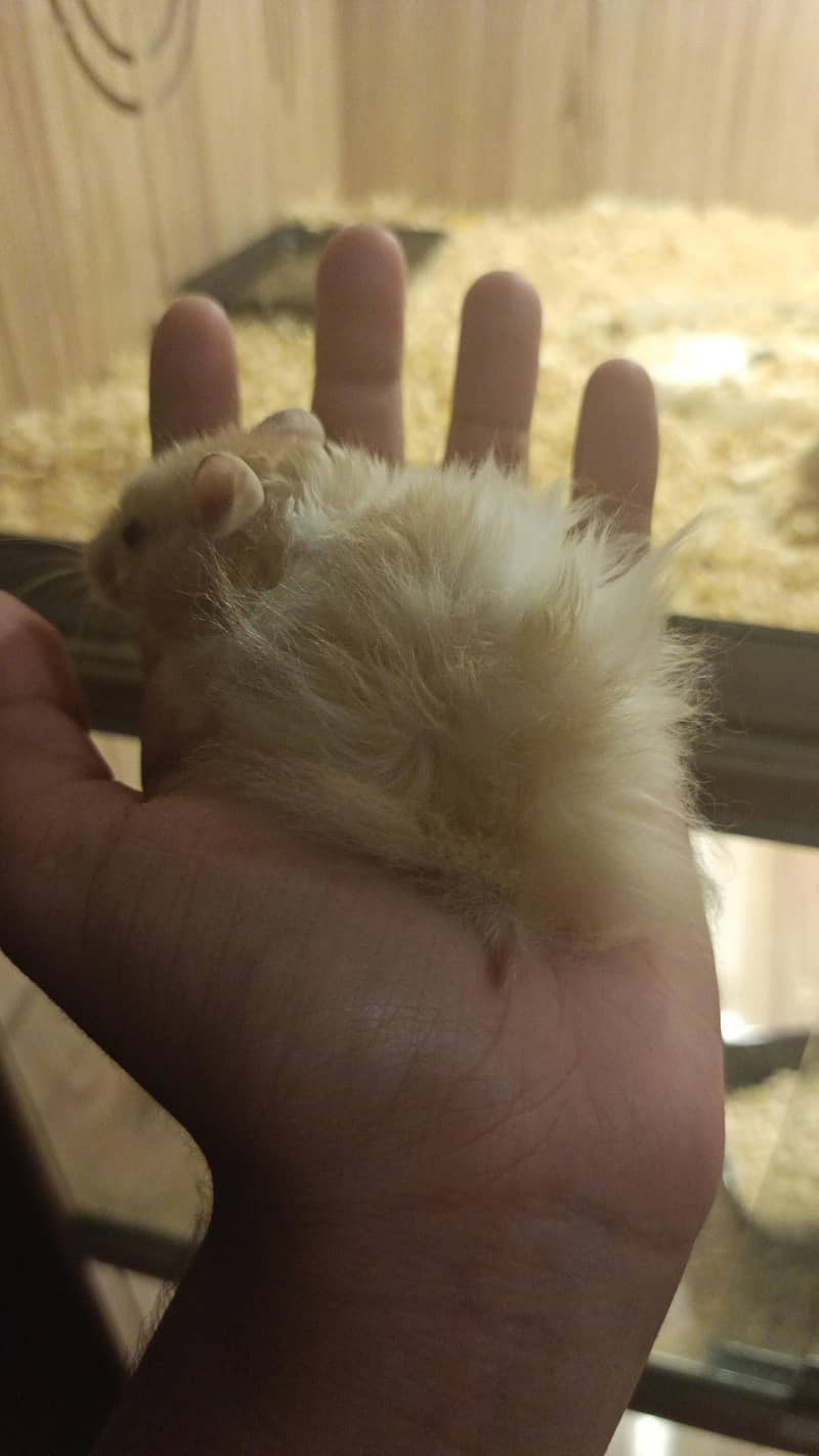 HAMSTERS AVAILABLE 2