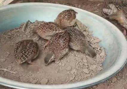Irani teetar chicks