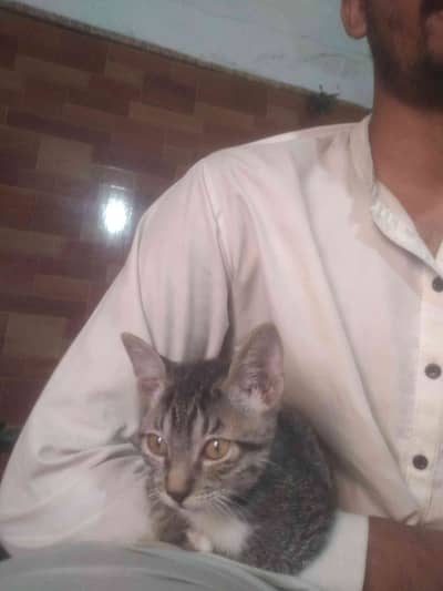 Mohsin 