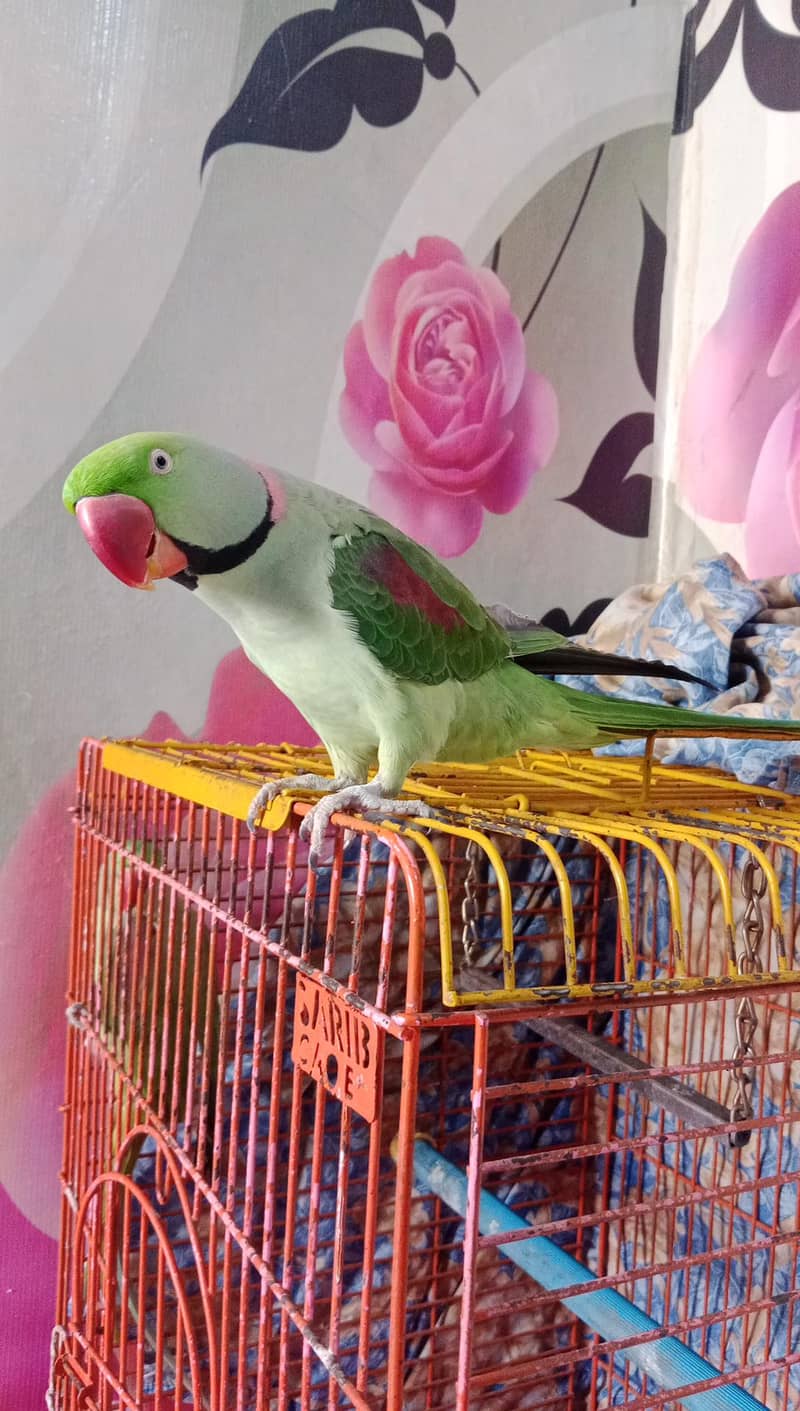 Raw handtamed and talking Parrot - Parrots - 1107216572