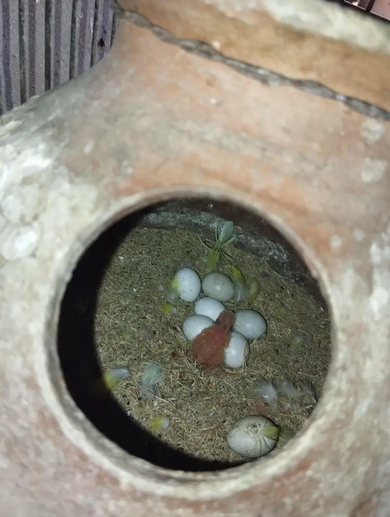 lotino pairs with eggs — photo 2