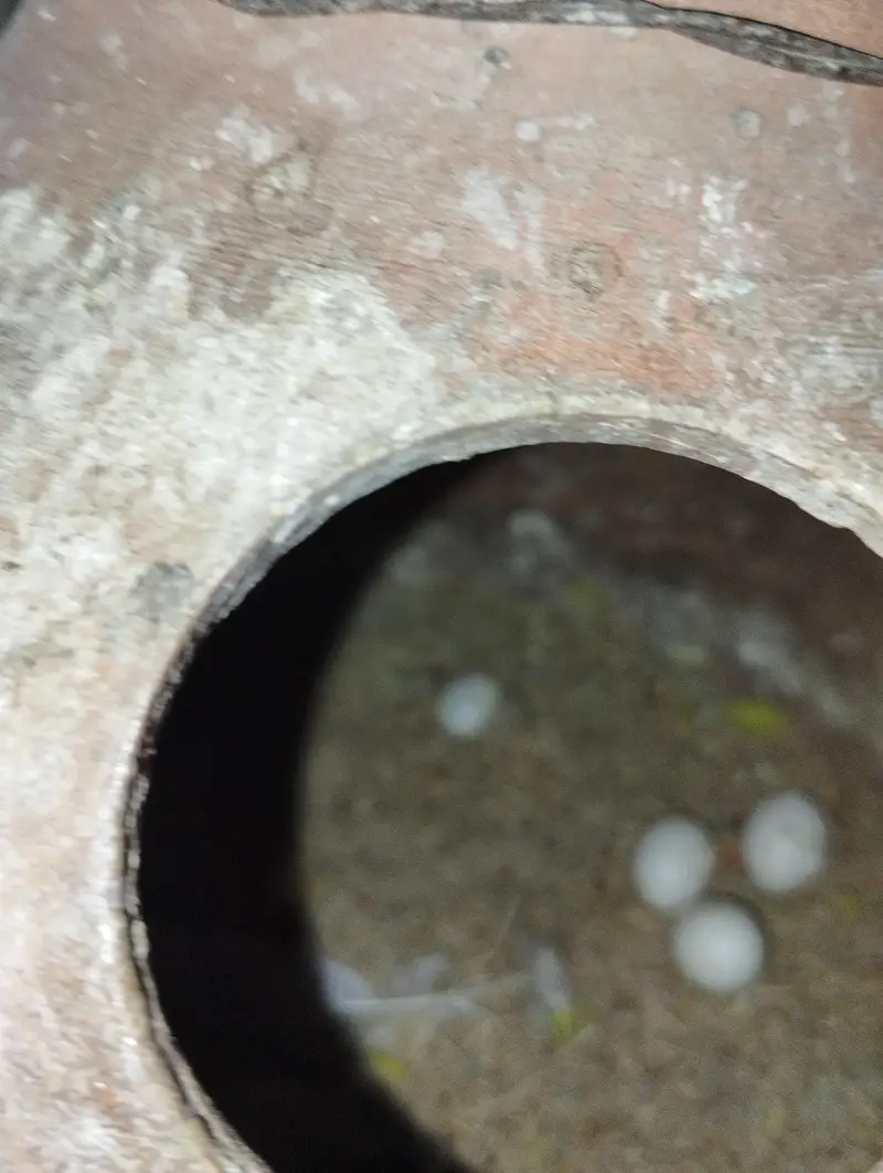 lotino pairs with eggs — photo 3