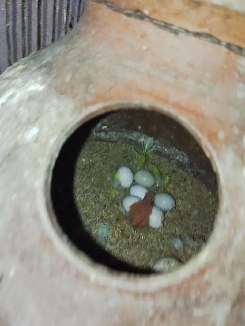 lotino pairs with eggs — photo 4