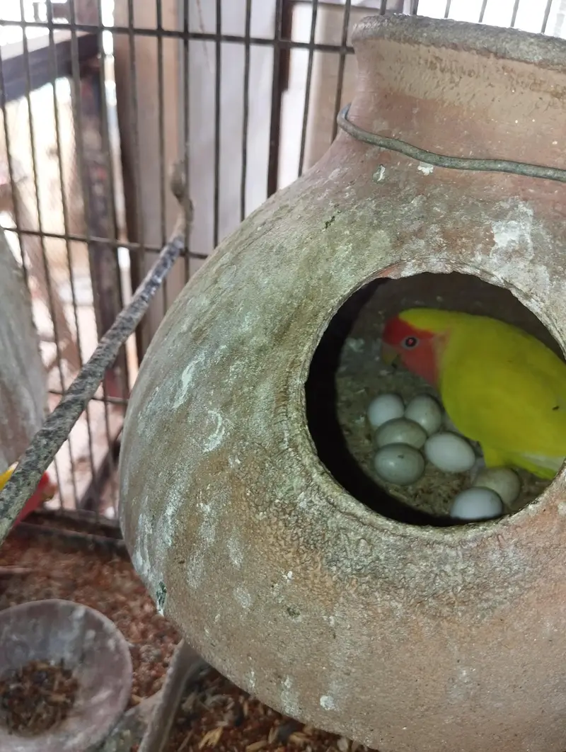 lotino pairs with eggs — photo 5