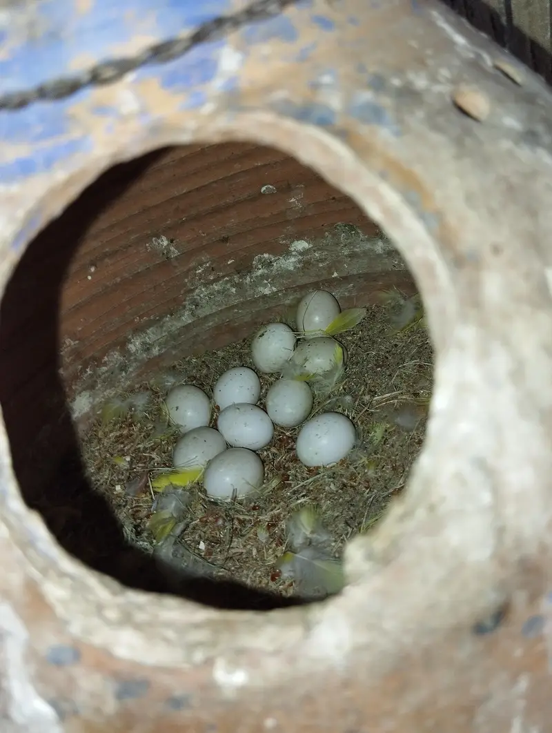 lotino pairs with eggs — photo 6