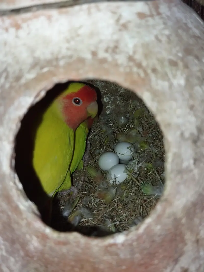 lotino pairs with eggs