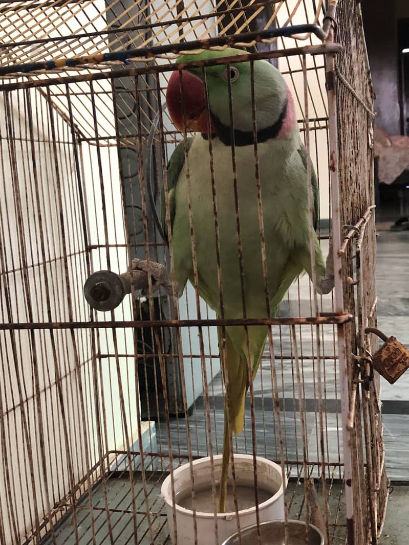 Tamed Raw parrot male - Parrots - 1107256296