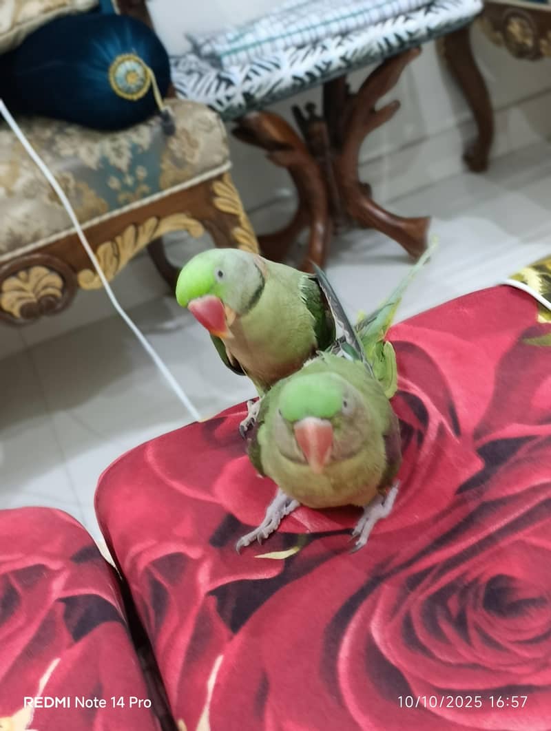 parrots 1