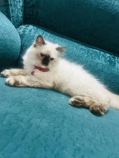 Himalayan cat frmale