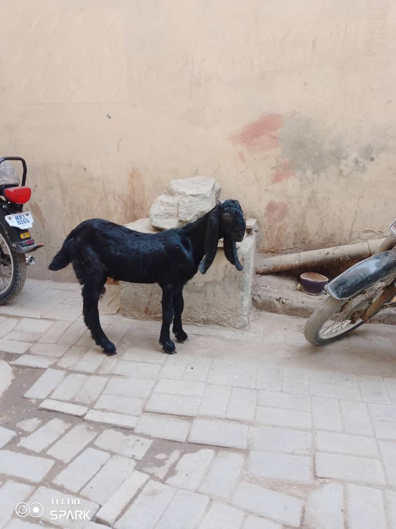 beetal cross kassi bakra - Goats - 1107274458