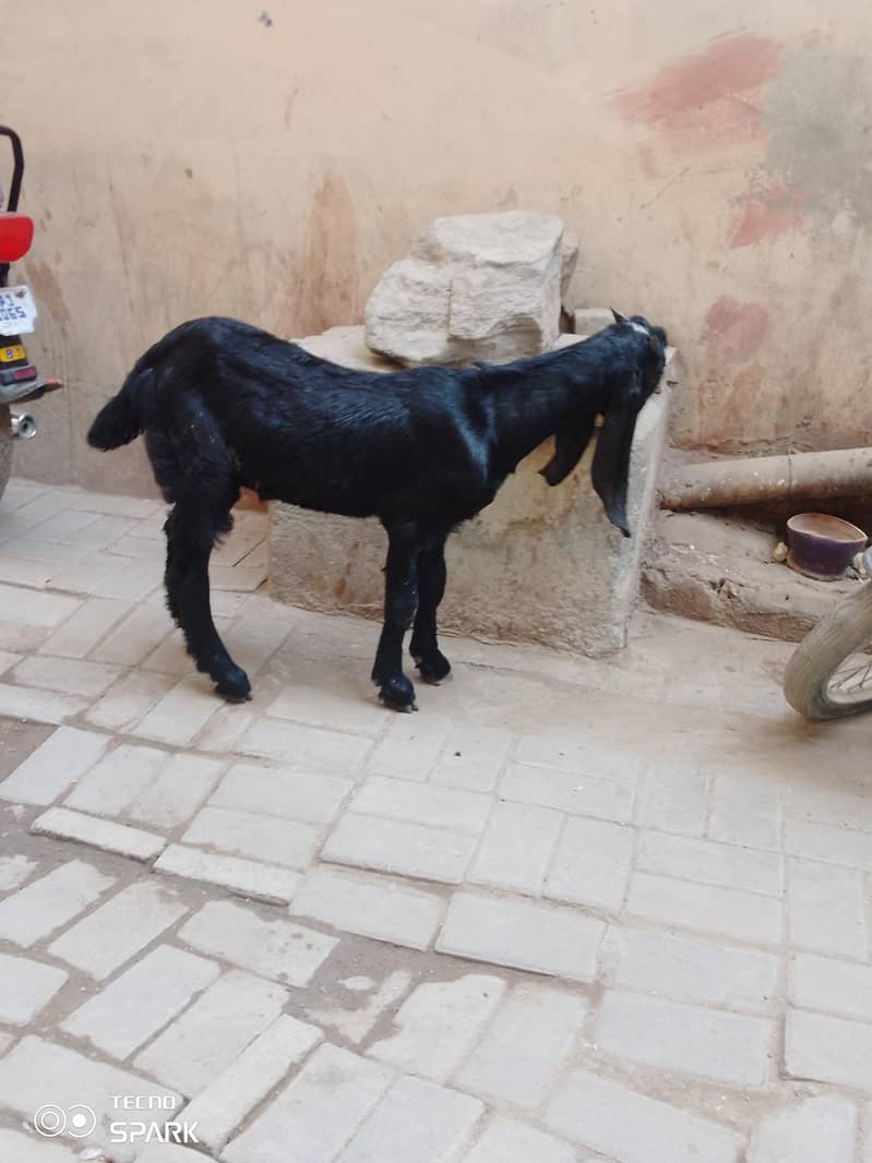 beetal cross kassi bakra - Goats - 1107274458