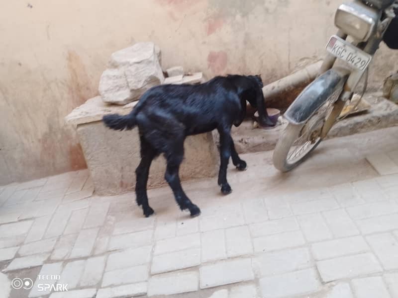 beetal cross kassi bakra - Goats - 1107274458