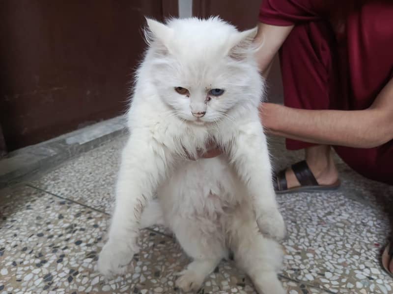 Persian Cat 2