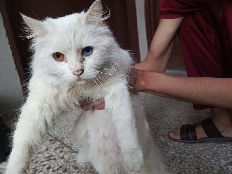 Persian Cat 3
