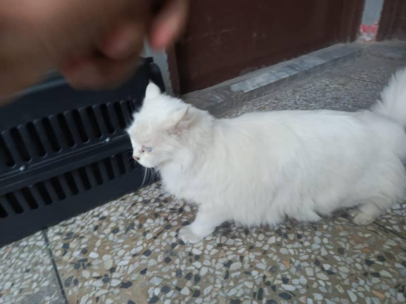 Persian Cat 4