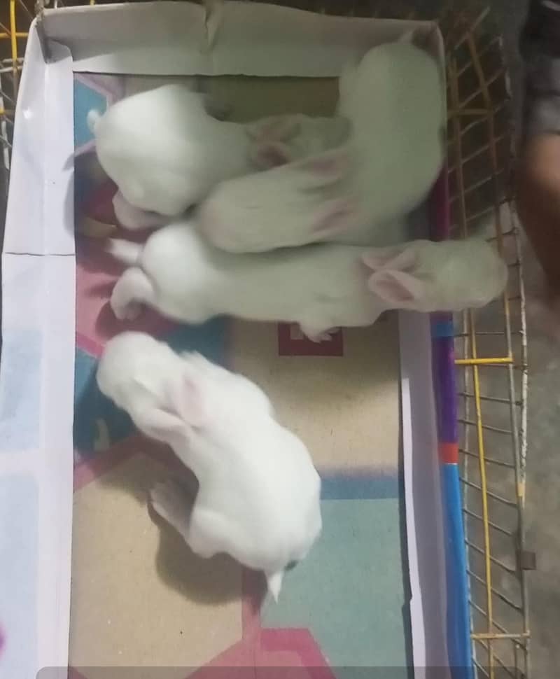rabbit and baby for sale - Rabbits - 1107276490