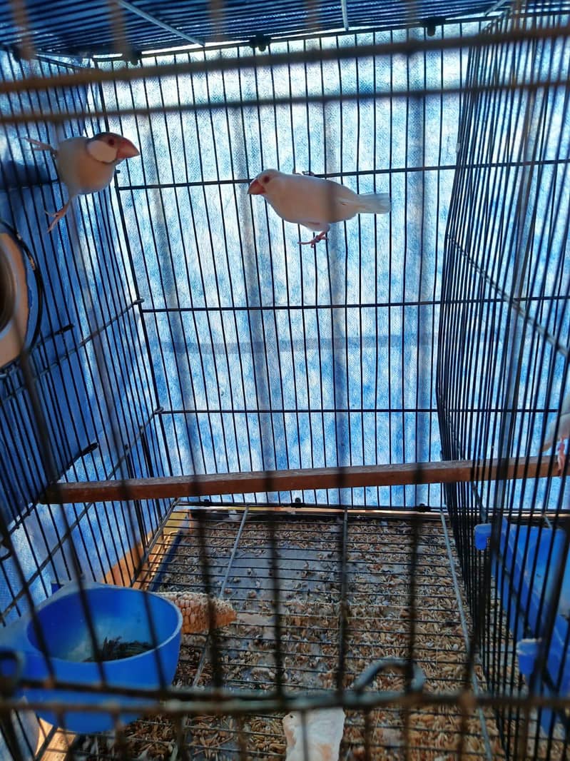 all dove red pied blue pied diamond pied breeder java breeder pair ...