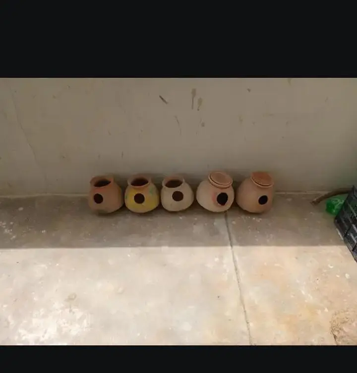 Parrots Handiyan For Sale
