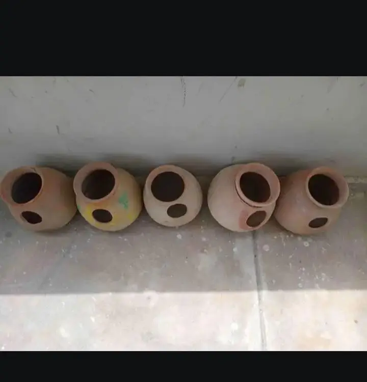 Parrots Handiyan For Sale — photo 2