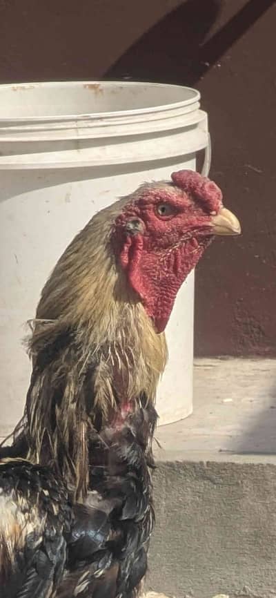 Usama 